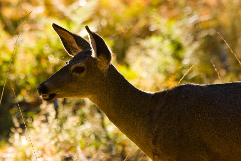 Mule Deer